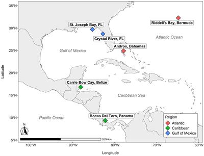Microbiomes of Thalassia testudinum throughout the Atlantic Ocean, Caribbean Sea, and Gulf of Mexico are influenced by site and region while maintaining a core microbiome